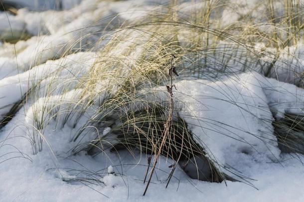 干的干燥的黄色的和黄色的羽毛草和雪向一白色的雪b一