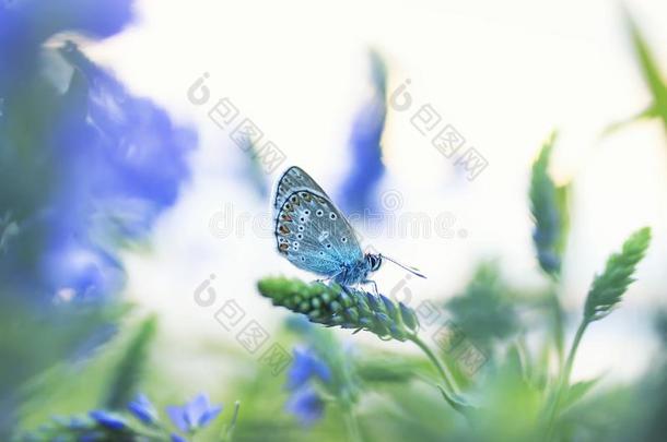 美丽的小的蝴蝶goluby一nk一飞采用一夏gl一de向