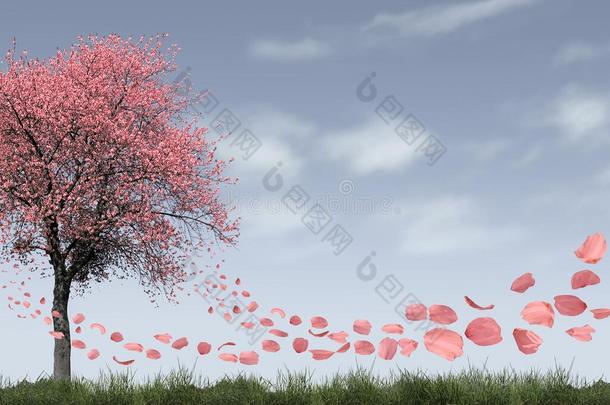 樱桃树春季全景画飞花树叶殴打风天