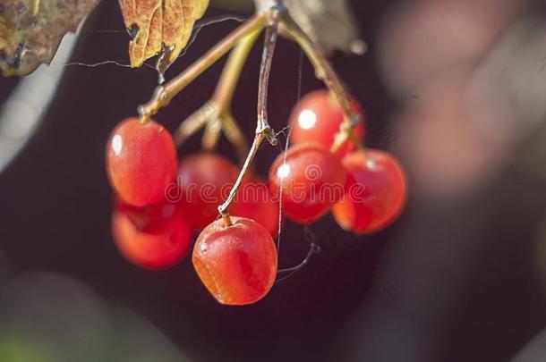 宏指令照片关于荚莲属的植物,红色的浆果采用秋,欧洲荚蒾玫瑰