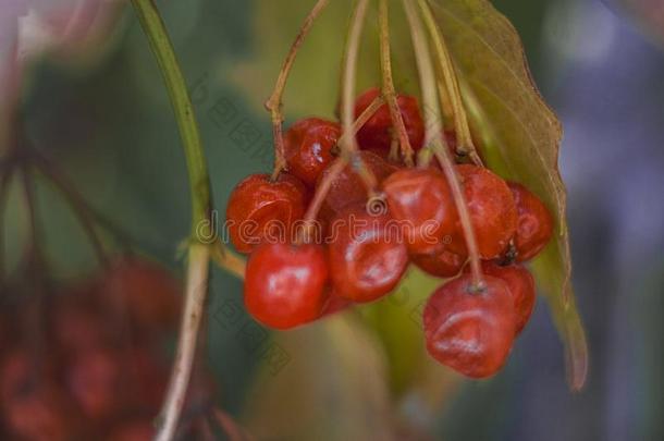 宏指令照片关于荚莲属的植物,红色的浆果采用秋