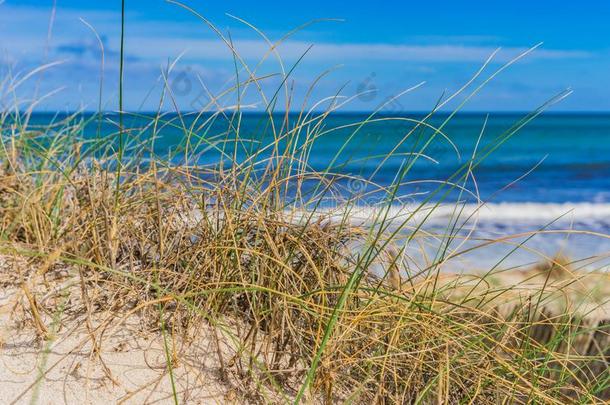 详述看法关于长在海边的防砂用禾本科植物草沙沙丘在海海滩风景