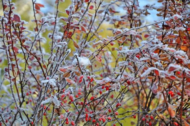 雪大量的<strong>玫瑰花</strong>