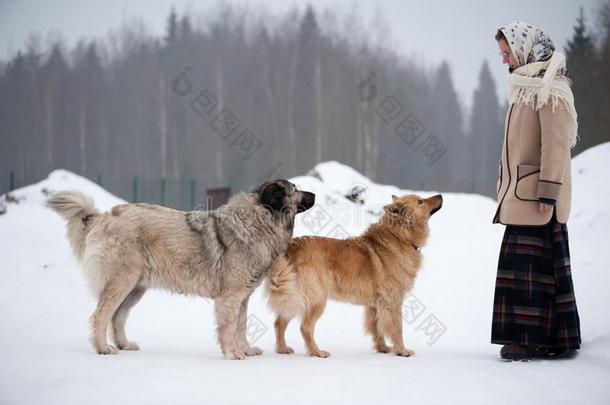 女人列车高加索人牧羊人和院子狗向一下雪的地面我