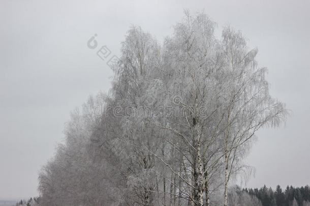 桦树使结冰霜向指已提到的人路.冷冻的树.冬使结冰霜s