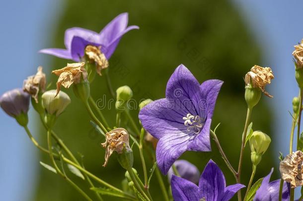 <strong>桔梗</strong>属大花药钟花采用花,美丽的紫罗兰