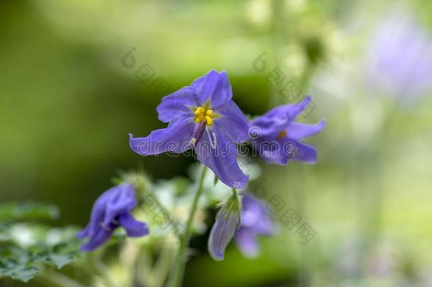 茄属植物瓜氨酸,茄属植物花采用花,蓝色紫罗兰