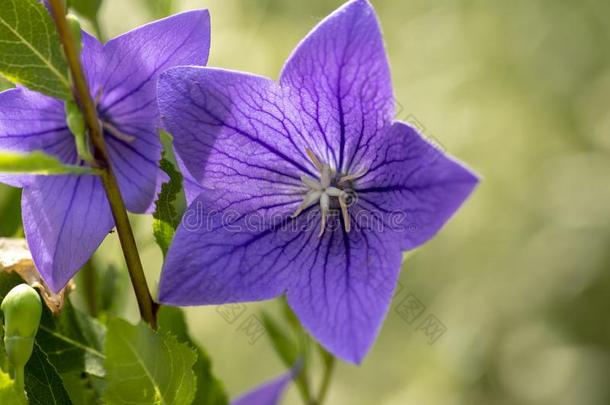 桔梗属大花药钟花采用花,美丽的紫罗兰