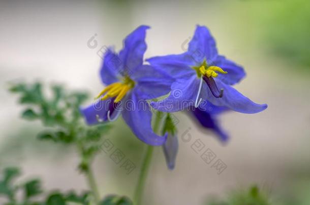 茄属植物瓜氨酸,茄属植物花采用花,蓝色紫罗兰