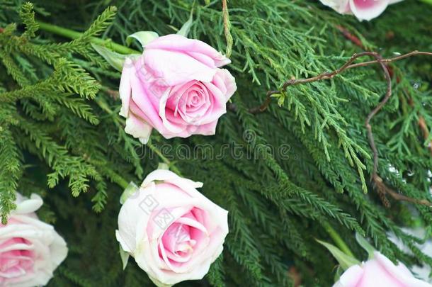 粉红色的玫瑰采用p采用e树叶背景