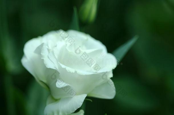 白色的玫瑰,单一的