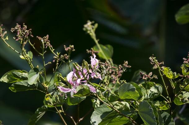 粉红色的花或<strong>羊蹄</strong>甲属植物花