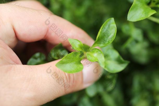 收获新鲜的蔬菜采用有机的花园.新鲜的蔬菜