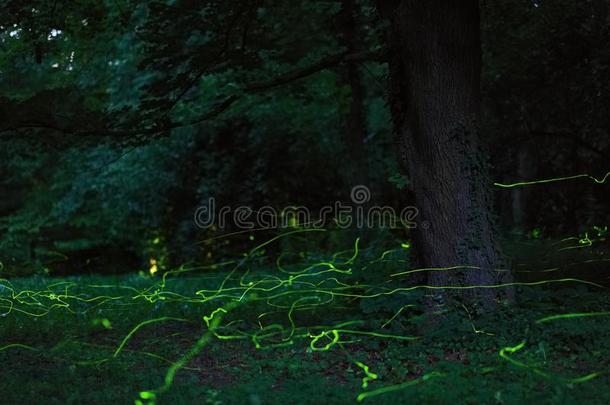 童话式的地点萤火虫夜森林