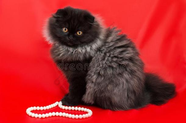 漂亮的松软的小猫灰色-黑的向一红色的b一ckground