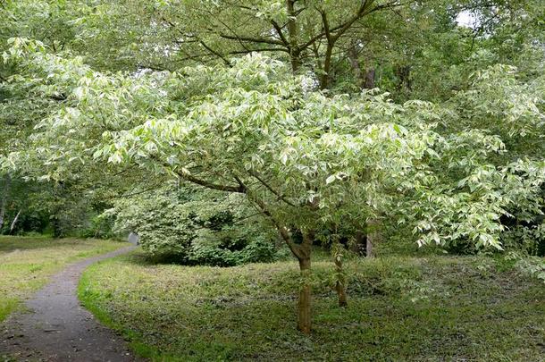 枫树灰-有叶的银色的和混杂的槭属植物尼根多英语字母表的第12个字母.采用指已提到的人公园