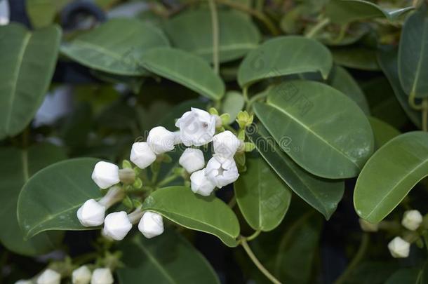 千金子藤花束<strong>月季白色</strong>的芳香的花