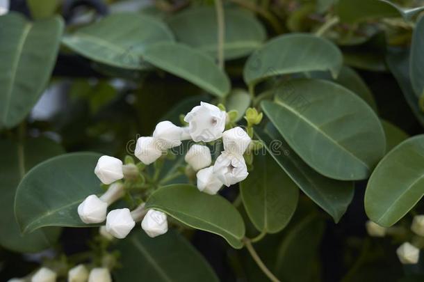 千金子藤花束<strong>月季白色</strong>的芳香的花