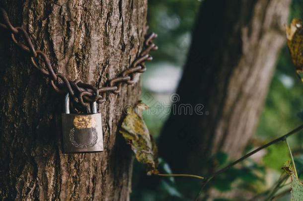 树上锁的和挂锁