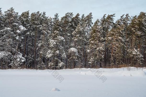 冬森林后的重的下雪,新西伯利亚？,俄罗斯帝国