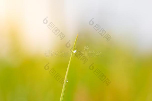 水珠向指已提到的人顶关于指已提到的人稻叶子采用自然的绿色的背景.
