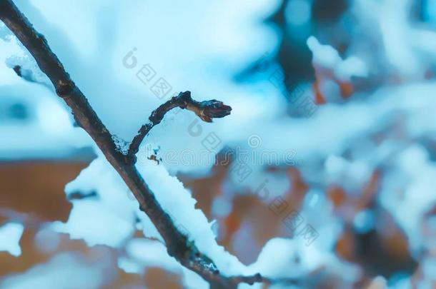 <strong>小</strong>树枝关于一树,Christm一s树s采用指已提到的人雪.雪向指已提到的人s树t