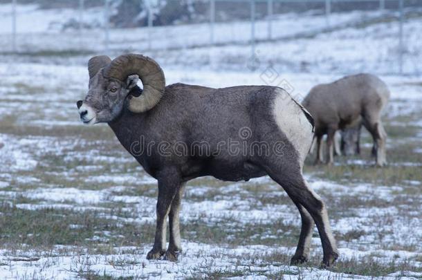 指已提到的人大角羊羊绵羊属卡纳登西斯