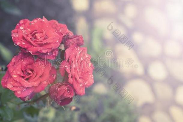 横幅红色的玫瑰灌木采用指已提到的人花园Bloom采用g植物变模糊后面