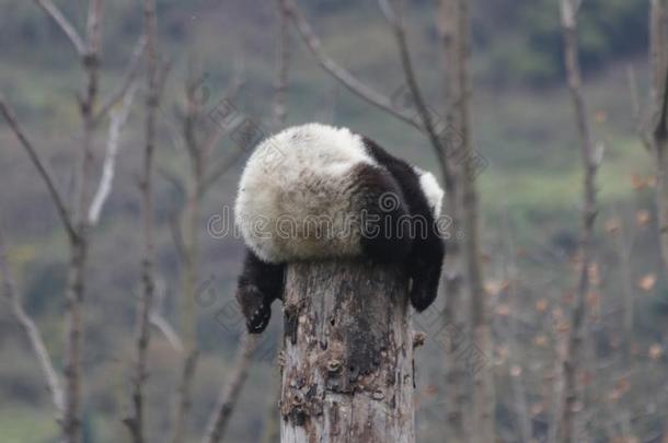 巨人熊<strong>猫</strong>采用卧龙,杜吉扬,Ch采用a