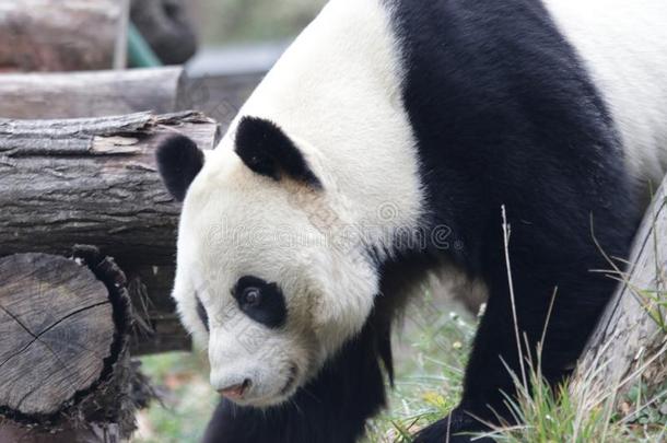 巨人熊猫是（be的三单形式寒冷的出局,中国