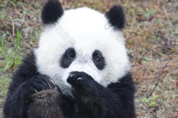 小的婴儿熊猫幼小的兽采用卧龙熊猫Breed采用g中心,Ch采用a