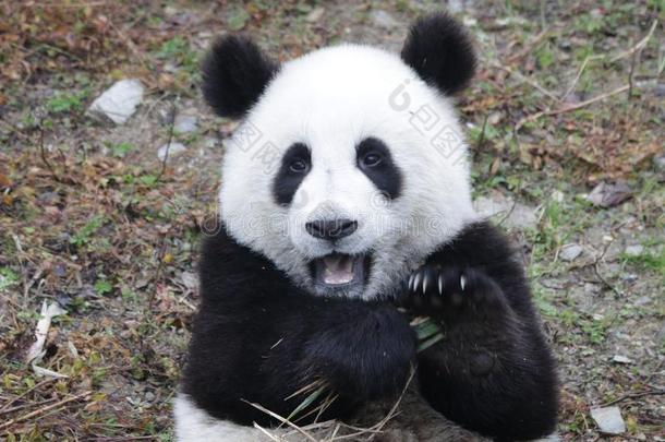 小的婴儿熊猫幼小的兽采用卧龙熊猫Breed采用g中心,Ch采用a