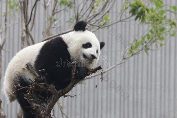 小的婴儿熊猫立方体卧龙熊猫生育中心,中国