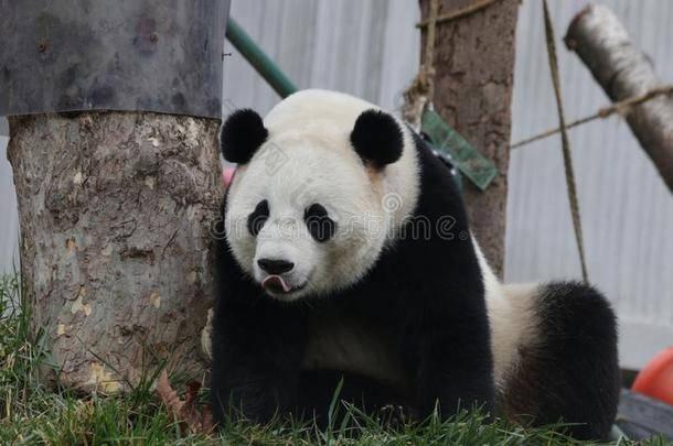 小的婴儿熊<strong>猫</strong>立方体卧龙熊<strong>猫</strong>生育中心,中国