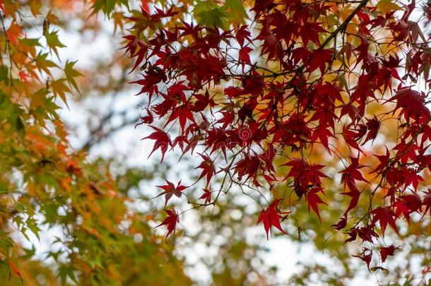 美丽的十一月秋红色的枫树树叶前景和耶洛