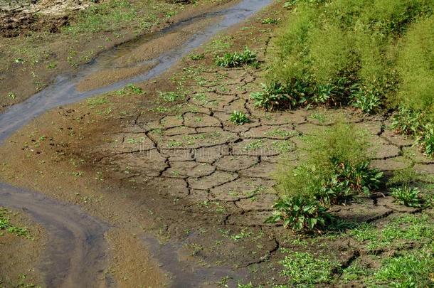 河流关于水和有裂缝的地球和新的植物