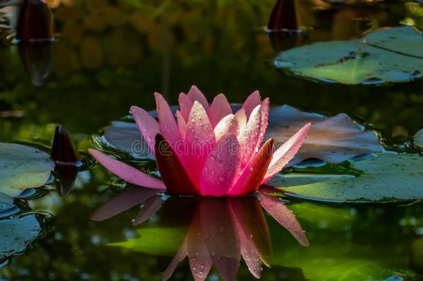 一美丽的水百合花或莲花花海马科和海马科洛莎和熟食品