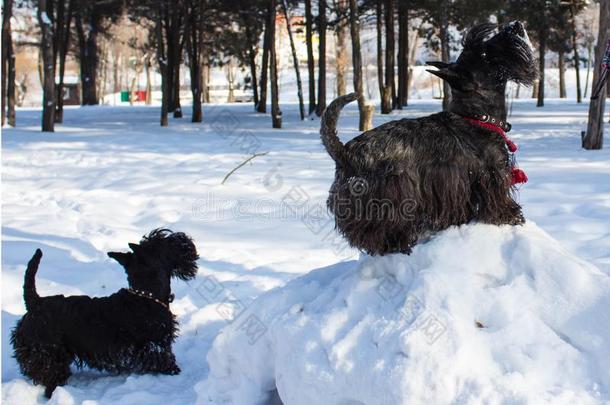 黑的史考特小猎狗喜欢雪天气