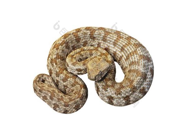 隔离的大毒蛇是一种大毒蛇叶黄素瑞士人