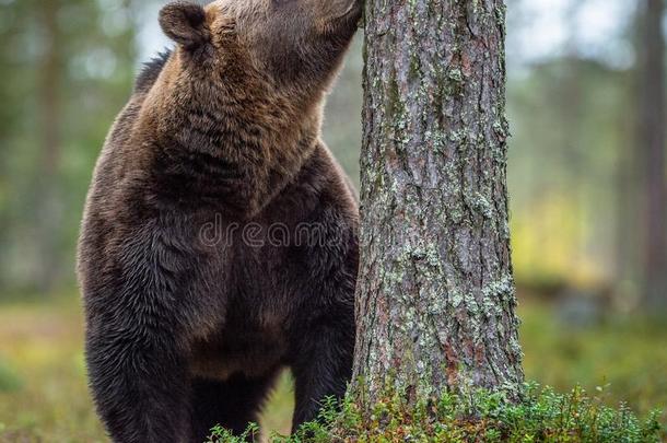 棕色的熊采用指已提到的人秋森林.