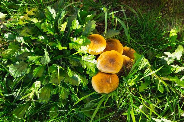 绿色的草和蘑菇.自然的蘑菇生长的.生态旅游