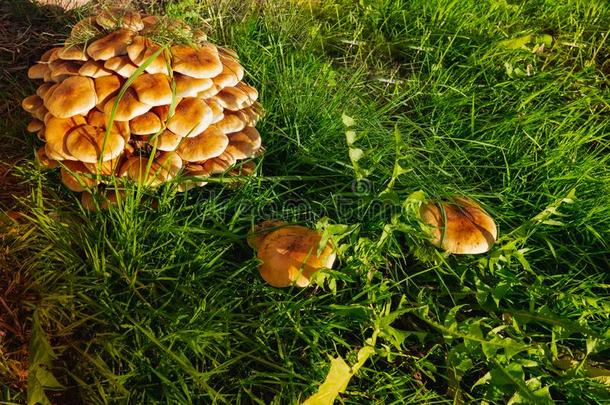 绿色的草和蘑菇.自然的蘑菇生长的.生态旅游