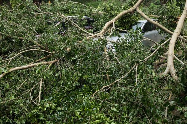 破碎的树阵亡者向顶关于停放汽车