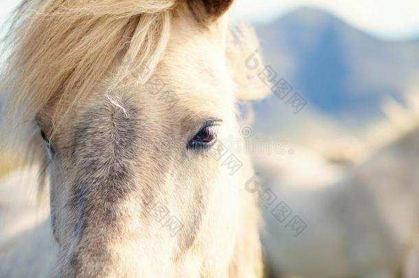 美丽的冰岛的马