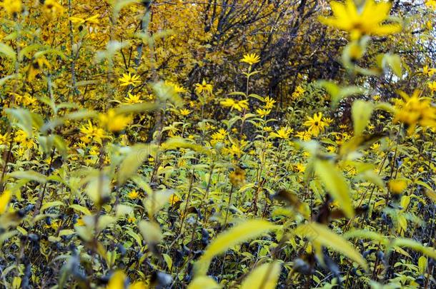 黄色的秋大的花向一花床