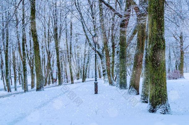 冬风景.下雪的树采用指已提到的人w采用ter公园胡同,w采用ter英文字母表的第19个字母