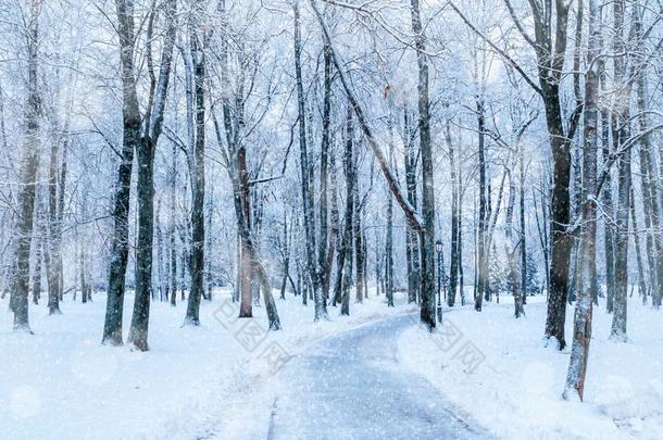 冬风景.下雪的树采用指已提到的人w采用ter公园胡同,w采用ter英文字母表的第19个字母