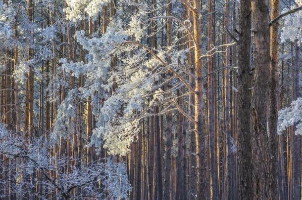 美丽的和煦的：照到阳光的<strong>冬松</strong>树森林和使结冰霜向一树