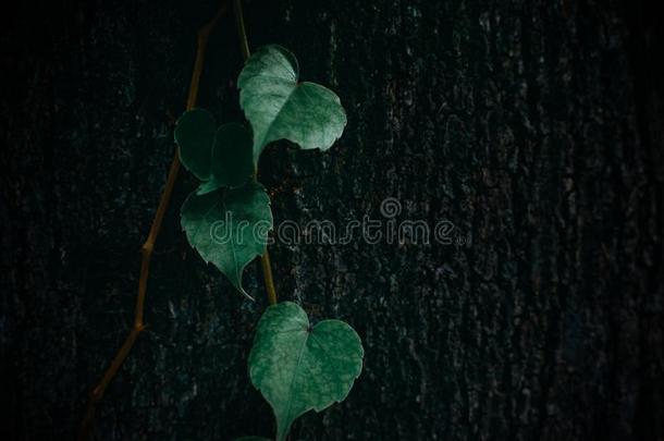 简单的和低的-钥匙植物的叶子-植物背景