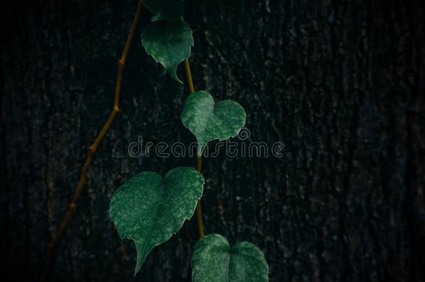 简单的和低的-钥匙植物的叶子-植物背景